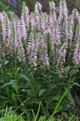 Spiked speedwell Veronica spicata 'Inspire Pink' 5-10 pot P9