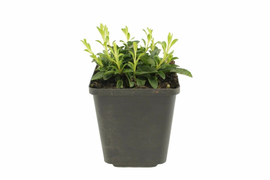 Spiked speedwell Veronica spicata 'Inspire Pink' 5-10 pot P9 Veronica spicata 'Inspire Pink'