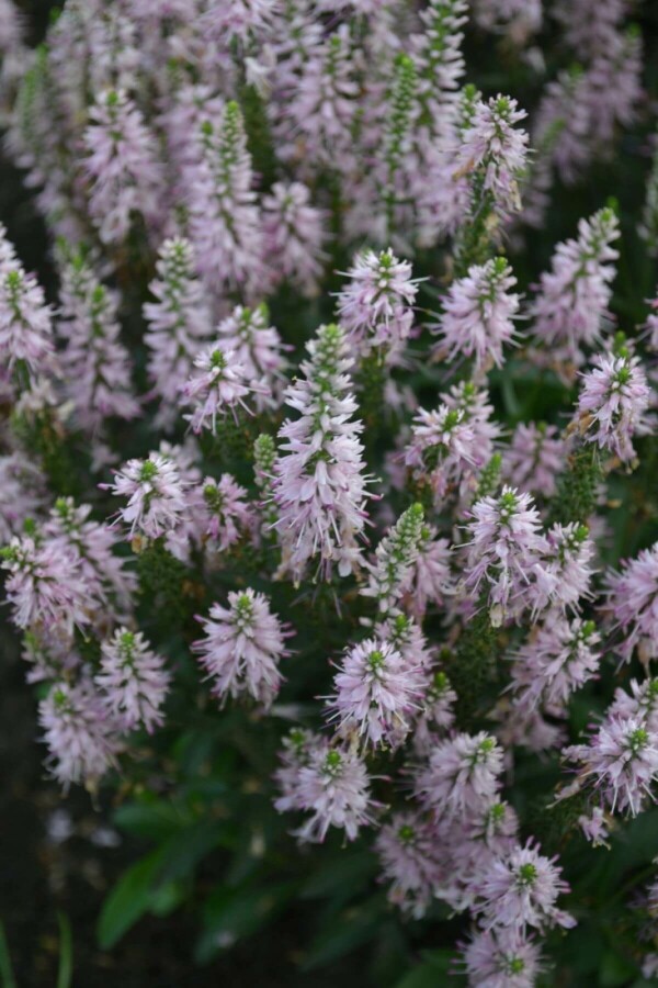 Spiked speedwell Veronica spicata 'Inspire Pink' 5-10 pot P9 Veronica spicata 'Inspire Pink'