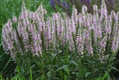 Spiked speedwell Veronica spicata 'Inspire Pink' 5-10 pot P9