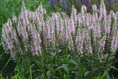 Spiked speedwell Veronica spicata 'Inspire Pink' 5-10 pot P9 Veronica spicata 'Inspire Pink'