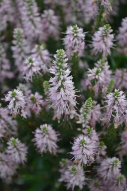 Spiked speedwell Veronica spicata 'Inspire Pink' 5-10 pot P9