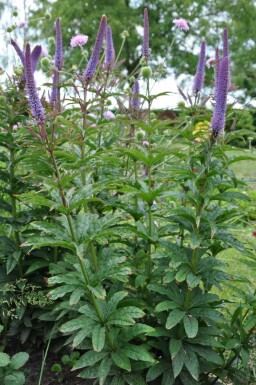 Culver's root Veronicastrum sibiricum 'Red Arrows' 5-10 pot P9