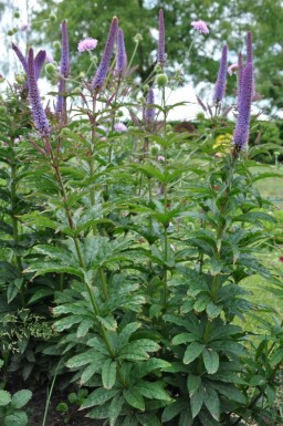 Culver's root Veronicastrum sibiricum 'Red Arrows' 5-10 pot P9 Veronicastrum sibiricum 'Red Arrows'