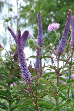 Culver's root Veronicastrum sibiricum 'Red Arrows' 5-10 pot P9