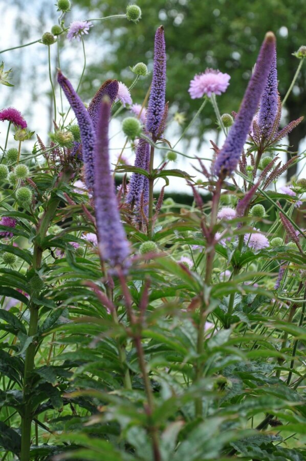 Culver's root Veronicastrum sibiricum 'Red Arrows' 5-10 pot P9 Veronicastrum sibiricum 'Red Arrows'