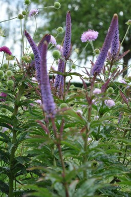 Culver's root Veronicastrum sibiricum 'Red Arrows' 5-10 pot P9