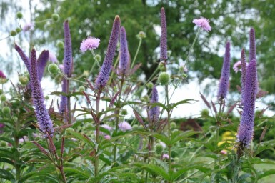 Culver's root Veronicastrum sibiricum 'Red Arrows' 5-10 pot P9