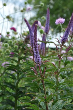 Culver's root Veronicastrum sibiricum 'Red Arrows' 5-10 pot P9