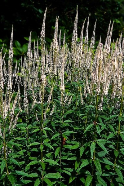 Culver's root Veronicastrum virginicum 'Pink Glow' 10-15 pot C2 Veronicastrum virginicum 'Pink Glow'
