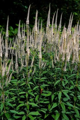 Culver's root Veronicastrum virginicum 'Pink Glow' 5-10 pot P9