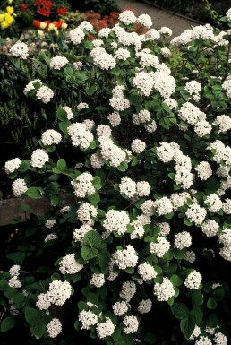 Koreanspice viburnum Viburnum carlesii shrub 40-50 pot C3