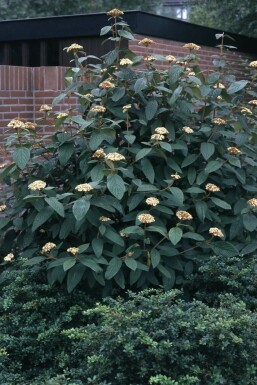 Wrinkled viburnum Viburnum rhytidophyllum shrub 30-40 pot C3