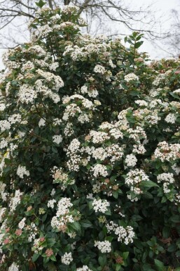 Laurustinus Viburnum tinus shrub 15-20 pot P13