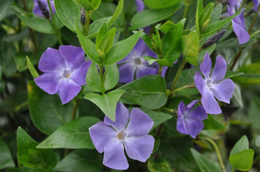 Greater periwinkle Vinca major 10-15 pot C2 Vinca major