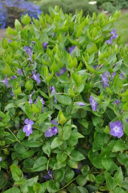 Greater periwinkle Vinca major 5-10 pot P9