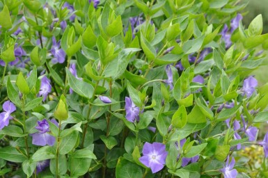 Greater periwinkle Vinca major 5-10 pot P9 Vinca major