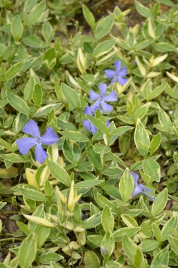 Lesser periwinkle Vinca minor 'Argenteovariegata' 5-10 pot P9