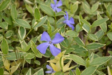 Lesser periwinkle Vinca minor 'Argenteovariegata' 5-10 pot P9