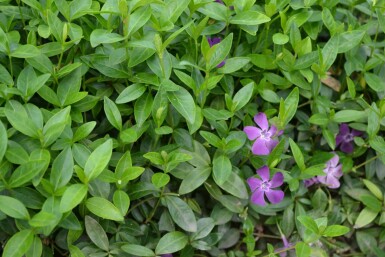 Dark purple-flowered periwinkle Vinca minor 'Atropurpurea' 5-10 pot P9