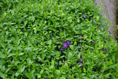 Dark purple-flowered periwinkle Vinca minor 'Atropurpurea' 5-10 pot P9