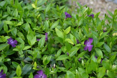 Dark purple-flowered periwinkle Vinca minor 'Atropurpurea' 5-10 pot P9