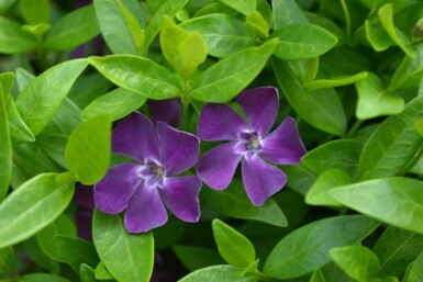 Dark purple-flowered periwinkle Vinca minor 'Atropurpurea' 5-10 pot P9