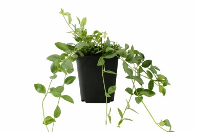 Lesser periwinkle Vinca minor 'Gertrude Jekyll' 5-10 pot P9 Vinca minor 'Gertrude Jekyll'