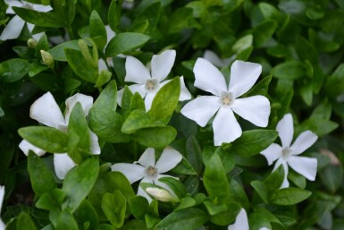 Lesser periwinkle Vinca minor 'Gertrude Jekyll' 5-10 pot P9