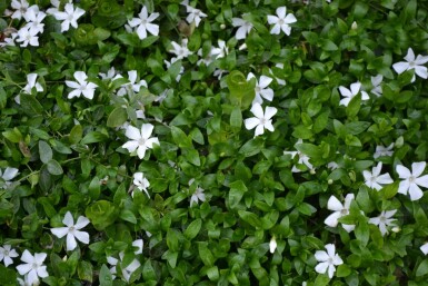 Lesser periwinkle Vinca minor 'Gertrude Jekyll' 5-10 pot P9