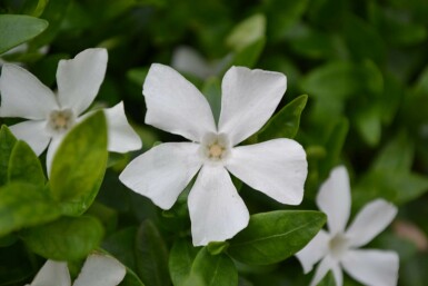 Lesser periwinkle Vinca minor 'Gertrude Jekyll' 5-10 pot P9