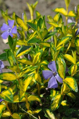 Lesser periwinkle Vinca minor 'Illumination' 10-15 pot C2