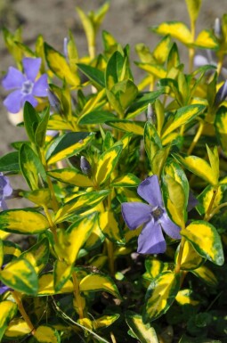 Lesser periwinkle Vinca minor 'Illumination' 10-15 pot C2 Vinca minor 'Illumination'