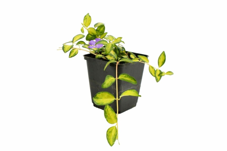 Lesser periwinkle Vinca minor 'Illumination' 10-15 pot C2 Vinca minor 'Illumination'