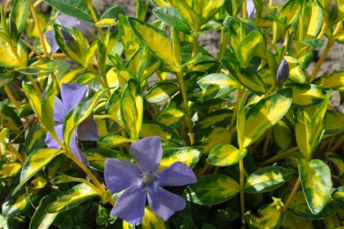 Lesser periwinkle Vinca minor 'Illumination' 10-15 pot C2