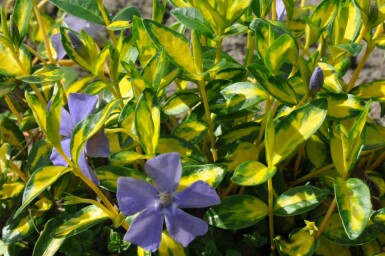 Lesser periwinkle Vinca minor 'Illumination' 10-15 pot C2 Vinca minor 'Illumination'