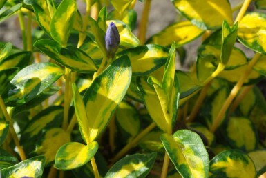 Lesser periwinkle Vinca minor 'Illumination' 10-15 pot C2 Vinca minor 'Illumination'
