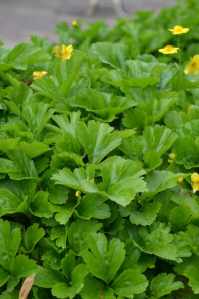 Siberian waldsteinia Waldsteinia ternata 5-10 pot P9 Waldsteinia ternata