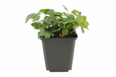 Siberian waldsteinia Waldsteinia ternata 5-10 pot P9 Waldsteinia ternata