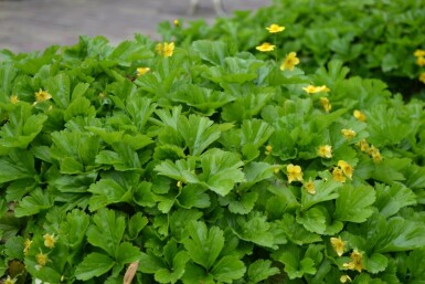 Siberian waldsteinia Waldsteinia ternata 5-10 pot P9 Waldsteinia ternata