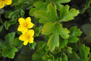 Siberian waldsteinia Waldsteinia ternata 5-10 pot P9 Waldsteinia ternata