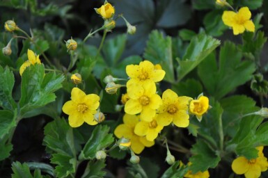 Siberian waldsteinia Waldsteinia ternata 5-10 pot P9 Waldsteinia ternata