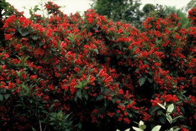 Weigela Weigela 'Red Prince' shrub 30-40 pot C3