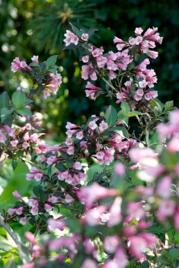 Weigela Weigela florida 'Foliis Purpureis' shrub 30-40 pot C3