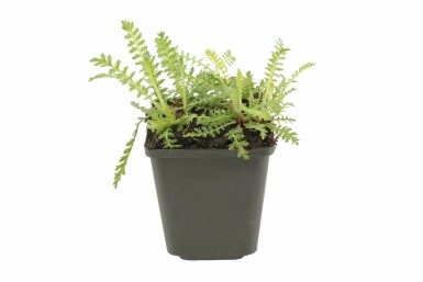 Yarrow Achillea filipendulina 'Cloth of Gold' pot Achillea filipendulina 'Cloth of Gold'