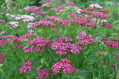 Yarrow Achillea millefolium 'Cerise Queen' pot Achillea millefolium 'Cerise Queen'