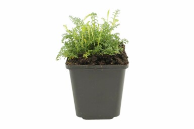 Yarrow Achillea millefolium 'Cerise Queen' pot Achillea millefolium 'Cerise Queen'