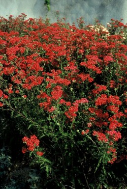 Yarrow Achillea millefolium 'Paprika' pot Achillea millefolium 'Paprika'