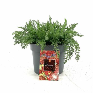 Yarrow Achillea millefolium 'Paprika' pot Achillea millefolium 'Paprika'