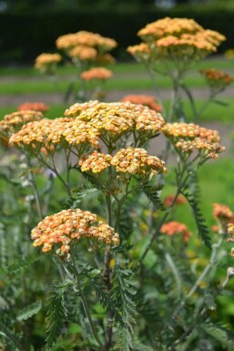 Yarrow Achillea millefolium 'Terracotta' pot Achillea millefolium 'Terracotta'